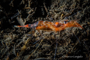 Red Shrimp with eggs by Marco Gargiulo 
